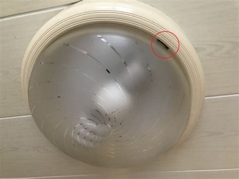 耳朵硬面相 浴室圓形燈罩怎麼拆